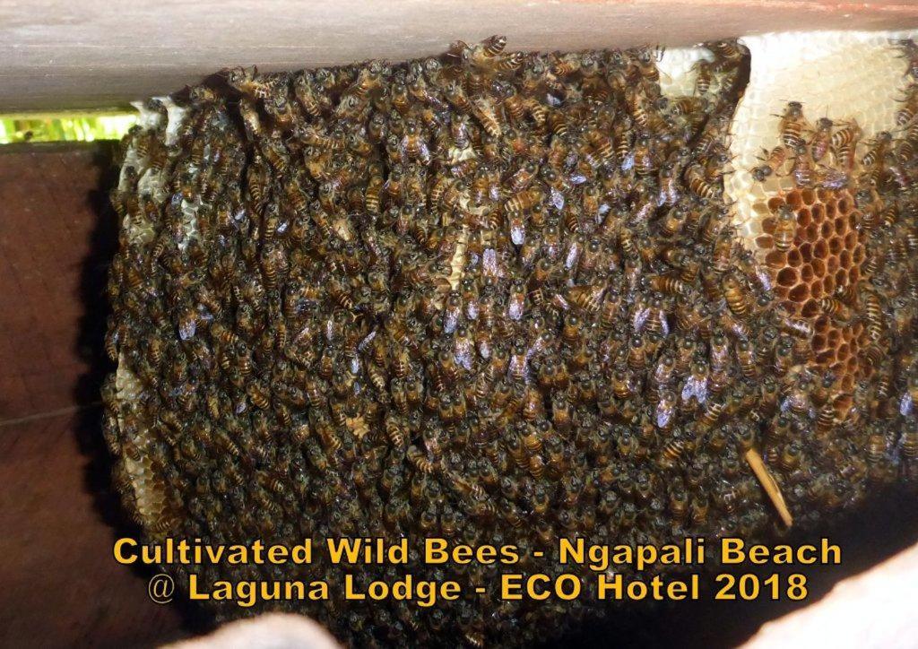 Oliver'S Laguna Eco Lodge Hotel Нгапали Екстериор снимка